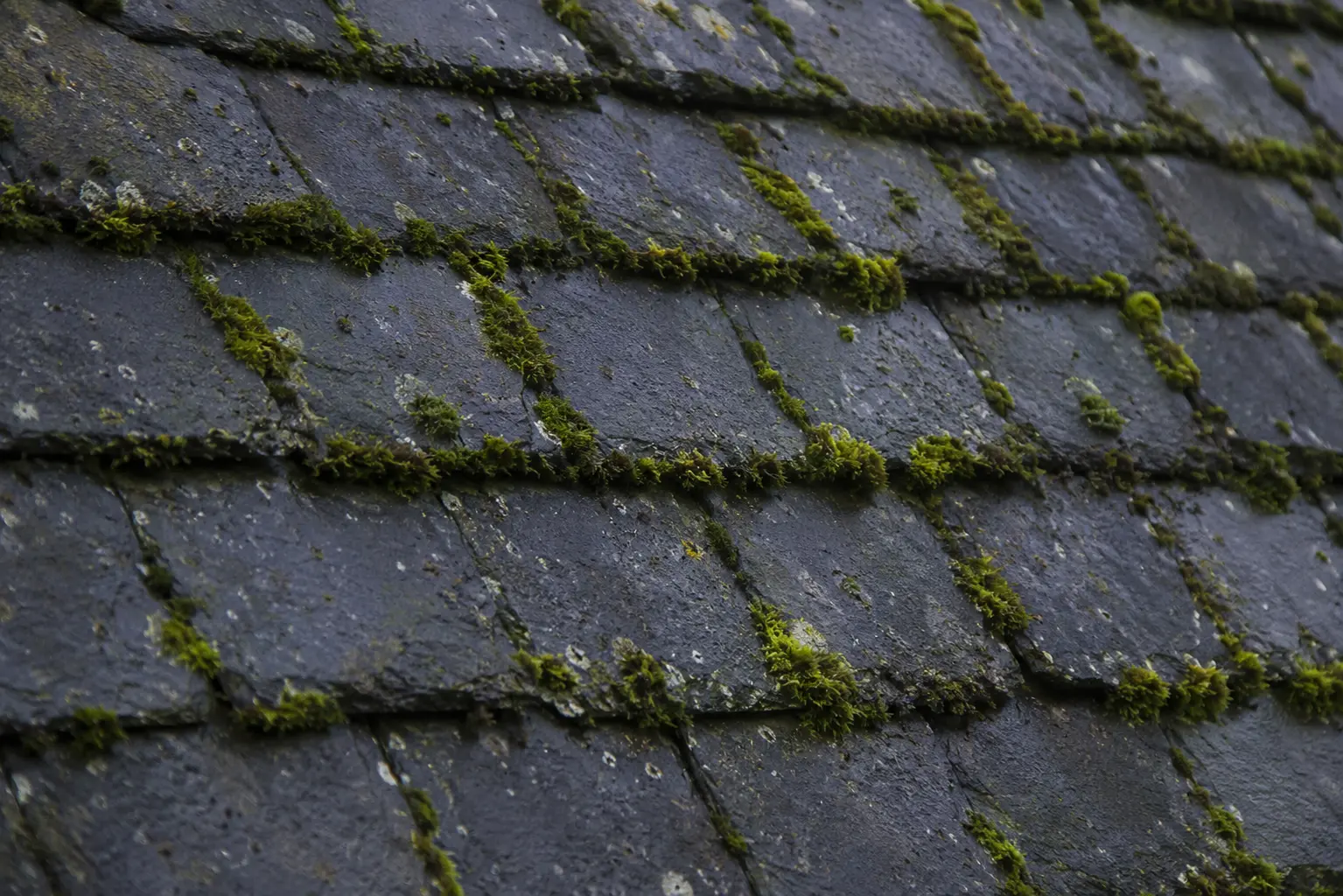 Moss Removal & Roof Cleaning contractors in Ireland