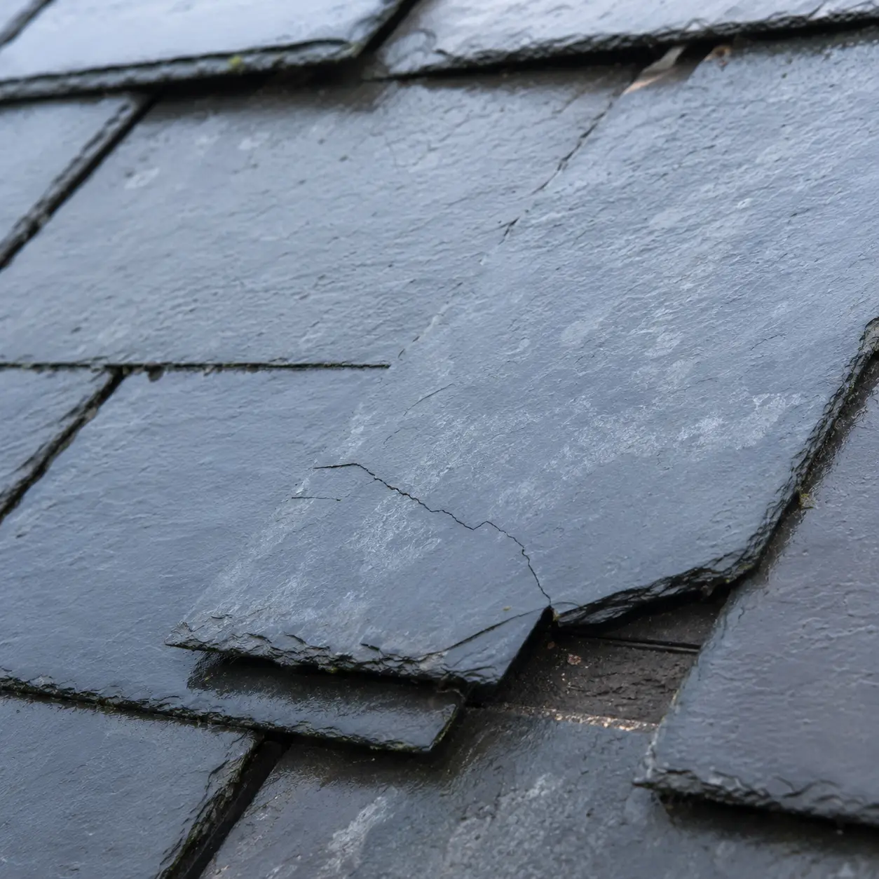 A cracked and slipped slate on a wet Irish roof